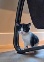 Nog 2 mooie kittens te koop, Dieren en Toebehoren, Meerdere dieren, Kortharig, 0 tot 2 jaar