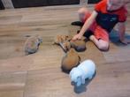 Lieve hangoor konijntjes bij ons geboren, Dieren en Toebehoren, Konijnen, Meerdere dieren, Dwerg, Hangoor, 0 tot 2 jaar
