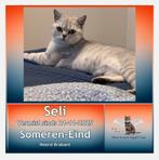 Vermist kat /someren eind, Dieren en Toebehoren, Vermiste en Gevonden Dieren, Kat