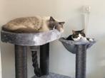 Volwassen Ragdoll en Europese Korthaar katten te koop, Dieren en Toebehoren, Meerdere dieren, Gechipt, 6 jaar of ouder