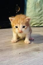 Kruising maincoon kittens, Meerdere dieren