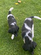 Hele vrolijke HEIDEWACHTEL x FRIESE STABIJ pups - teefjes, Nederland, CDV (hondenziekte), 8 tot 15 weken, Teef