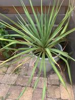 Plant in de pot, Tuin en Terras, Planten | Tuinplanten, Ophalen, Zomer, Overige soorten, Volle zon