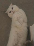 Lieve en schone Scottish Fold kat te koop 
Beschrij, Dieren en Toebehoren, Ophalen of Verzenden, Zo goed als nieuw