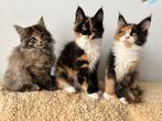 6 Maine coon kittens (ook polydactyl), Meerdere dieren, Gechipt, 0 tot 2 jaar