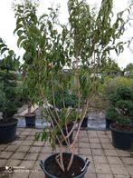 Heptacodium, Ophalen, Volle zon, Overige soorten