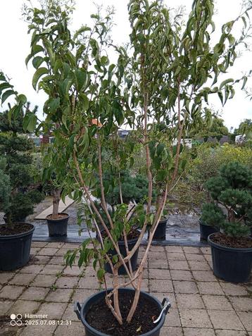 Heptacodium beschikbaar voor biedingen