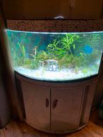 Juwel trigon 190 aquarium, Dieren en Toebehoren, Ophalen, Gebruikt, Gevuld zoetwateraquarium