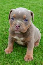 Old English bulldog pups - op zoek naar een fijn thuisje, 8 tot 15 weken, Teef, Parvo, Meerdere