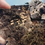 Isopods christarmadillidium murcatum, Dieren en Toebehoren, Insecten en Spinnen