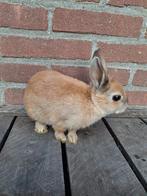Schattig konijntje, Meerdere dieren, Dwerg