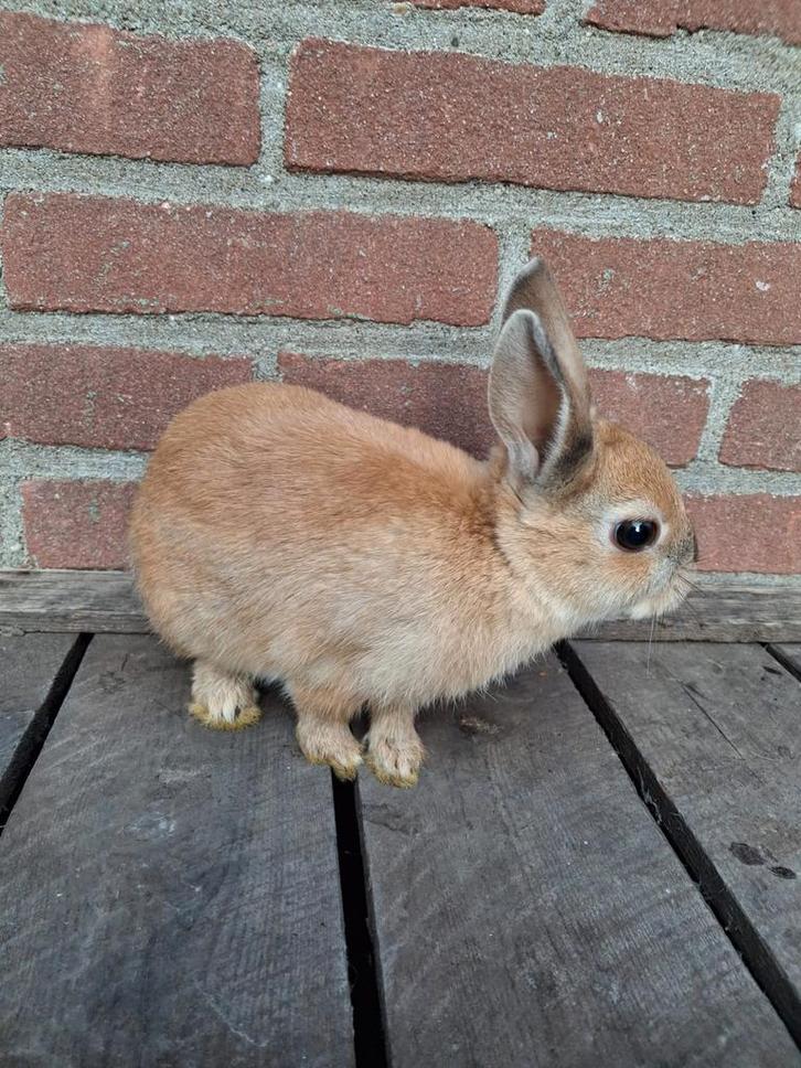 Schattig konijntje, Dieren en Toebehoren, Konijnen, Dwerg, Meerdere dieren