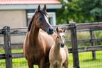 Prachtig setje, drachtige NWR merrie met hengstveulen!, Dieren en Toebehoren, Pony's, Dressuurpony, Niet van toepassing, 0 tot 2 jaar
