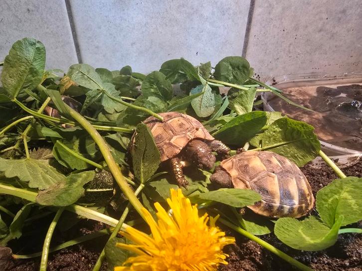 Nakweek Griekse landschildpadden