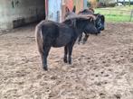 B pony veulen zwart, Gechipt, Niet van toepassing, 0 tot 2 jaar, Hengst