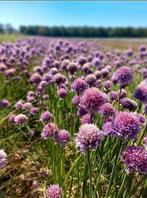 Bieslook zaden - Inheems, Ophalen of Verzenden, Volle zon