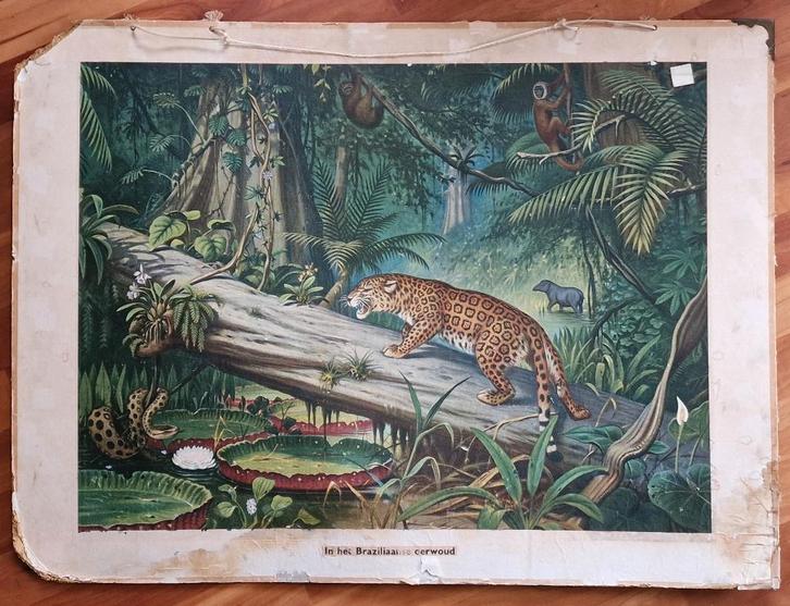 Schoolplaat "In het Braziliaansche oerwoud" / M.A. Koekkoek, Antiek en Kunst, Antiek | Schoolplaten, Geschiedenis, Ophalen