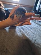 Lief  kitten meisje te Koop geboren op 17 september, Dieren en Toebehoren, Katten en Kittens | Overige Katten, Meerdere dieren