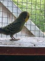 Mooie grasparkieten, Dieren en Toebehoren, Vogels | Kanaries, Mannelijk