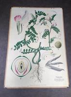 Schoolplaat Voederwikke - Botanische Prent, Ophalen, Natuur en Biologie