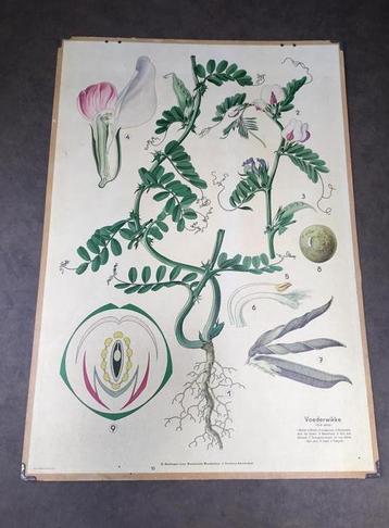 Schoolplaat Voederwikke - Botanische Prent beschikbaar voor biedingen