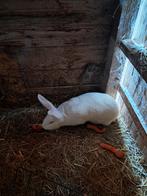 Duitse reus voedster, Dieren en Toebehoren, Konijnen, Vrouwelijk, Groot