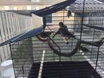 Timbrado kanaries, Dieren en Toebehoren, Vogels | Kanaries, Geslacht onbekend, Kleurkanarie