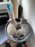 Britse korthaar kittens, Meerdere dieren, Ontwormd, 0 tot 2 jaar