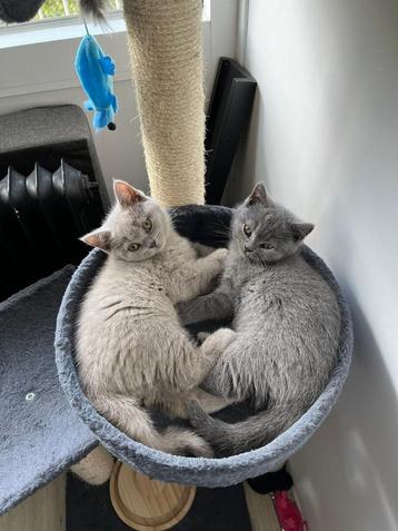 Britse korthaar kittens beschikbaar voor biedingen
