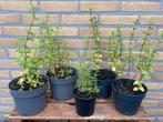 Kruidenplanten Tuinkruiden Tuinplanten Rozemarijn Munt, Tuin en Terras, Planten | Tuinplanten, Ophalen, Zomer, Kruiden, Volle zon