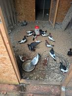 Sierduiven, Dieren en Toebehoren, Vogels | Duiven, Meerdere dieren, Overige soorten