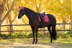 LeMieux Loire dressuur dekje Cranberry SALE -25%!, Dieren en Toebehoren, Paarden en Pony's | Dekens en Dekjes, Ophalen of Verzenden