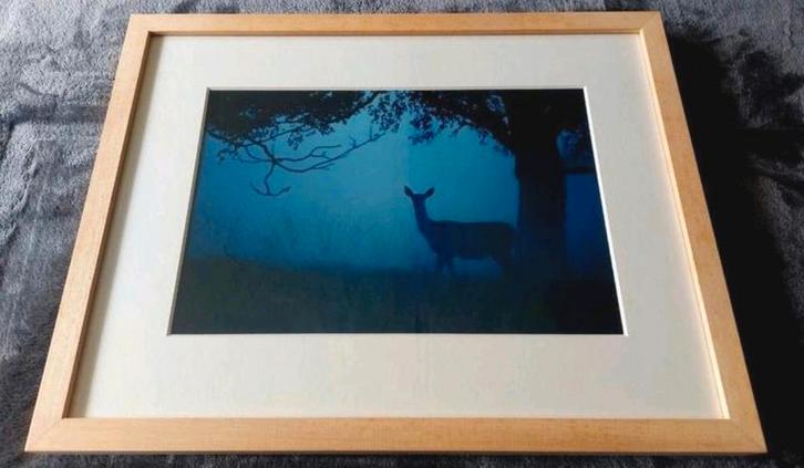 Hert in avondschemering (foto) ... in Barth wissellijst, Antiek en Kunst, Kunst | Tekeningen en Foto's, Ophalen of Verzenden