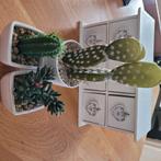 kunstplant, Ophalen of Verzenden, Zo goed als nieuw, Binnen