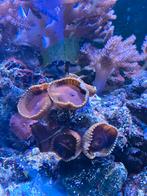 Palythoa Grandis Cinamon /Zoanthus koraal, Dieren en Toebehoren, Ophalen, Plant(en), Steen of Hout