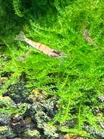 Sulawesi white zebra garnalen, Kreeft, Krab of Garnaal, Zoetwatervis