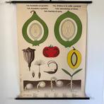 Schoolplaat Verspreiding en kieming van fruit, Antiek en Kunst, Natuur en Biologie, Ophalen of Verzenden