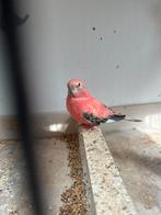 Bourkes parkieten, Meerdere dieren, Parkiet
