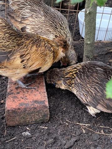 5 hennen watermaalse baardkriel beschikbaar voor biedingen
