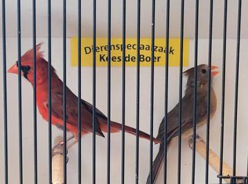 Koppel rode kardinalen  beschikbaar voor biedingen