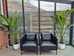 Strelitzia Augusta, Huis en Inrichting, Kamerplanten, Ophalen, Halfschaduw, 150 tot 200 cm