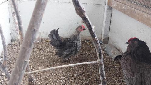 Serama krulveer, Dieren en Toebehoren, Pluimvee, Kip, Mannelijk