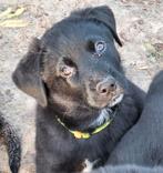 🐶Zeer mooie pups mogen het nest verlaten🐶, Rabiës (hondsdolheid), 8 tot 15 weken, Meerdere, Meerdere dieren