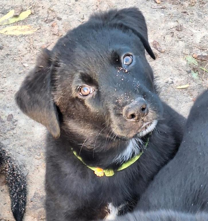 🐶Zeer mooie pups mogen het nest verlaten🐶, Dieren en Toebehoren, Honden | Niet-rashonden, Middel, Meerdere dieren, Particulier