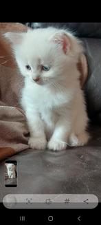 Ragdol kittens, Dieren en Toebehoren, Katten en Kittens | Raskatten | Langhaar, Meerdere dieren, Gechipt