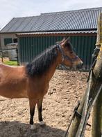 Welshpony's te koop ( merries), Dieren en Toebehoren, Pony's, Merrie, B pony (1.17m tot 1.27m), 3 tot 6 jaar