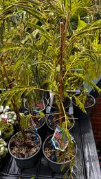 Albizia julibrissing Ombrella, Tuin en Terras, Ophalen, Overige soorten, Minder dan 100 cm
