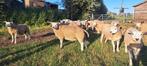 Texelse dekrammen, Dieren en Toebehoren, Schapen, Geiten en Varkens, Vrouwelijk, Schaap