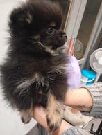 Mooie pomeriaan pup reutje mag het nest verlaten 1250 euro, Dieren en Toebehoren, Keeshond, Reu, 8 tot 15 weken, Rabiës (hondsdolheid)