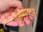 Jonge wimpergekko, Dieren en Toebehoren, Reptielen en Amfibieën, Hagedis, 0 tot 2 jaar